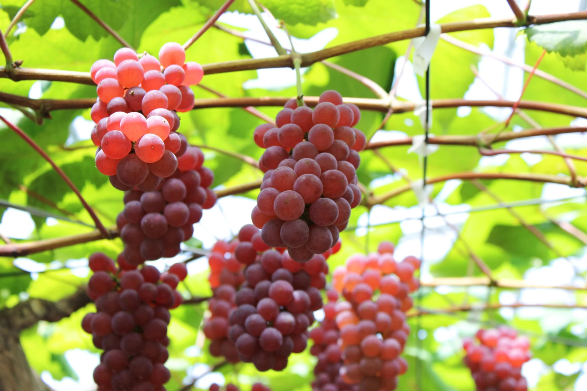 直売所の木箱に並ぶ採れたての巨峰と梨